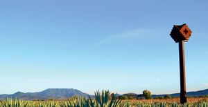 Tequila - A Connoisseur's Drink